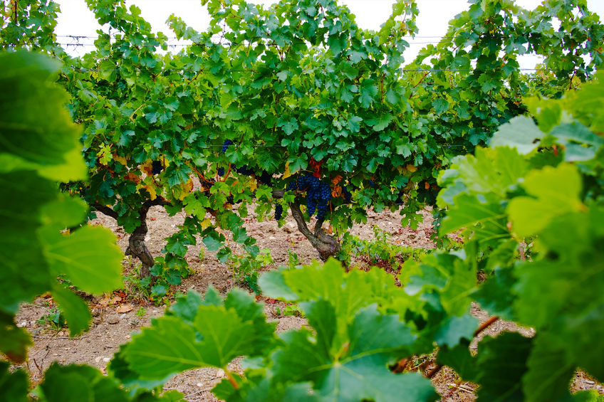 Les trésors viticoles des alentours de Sisteron