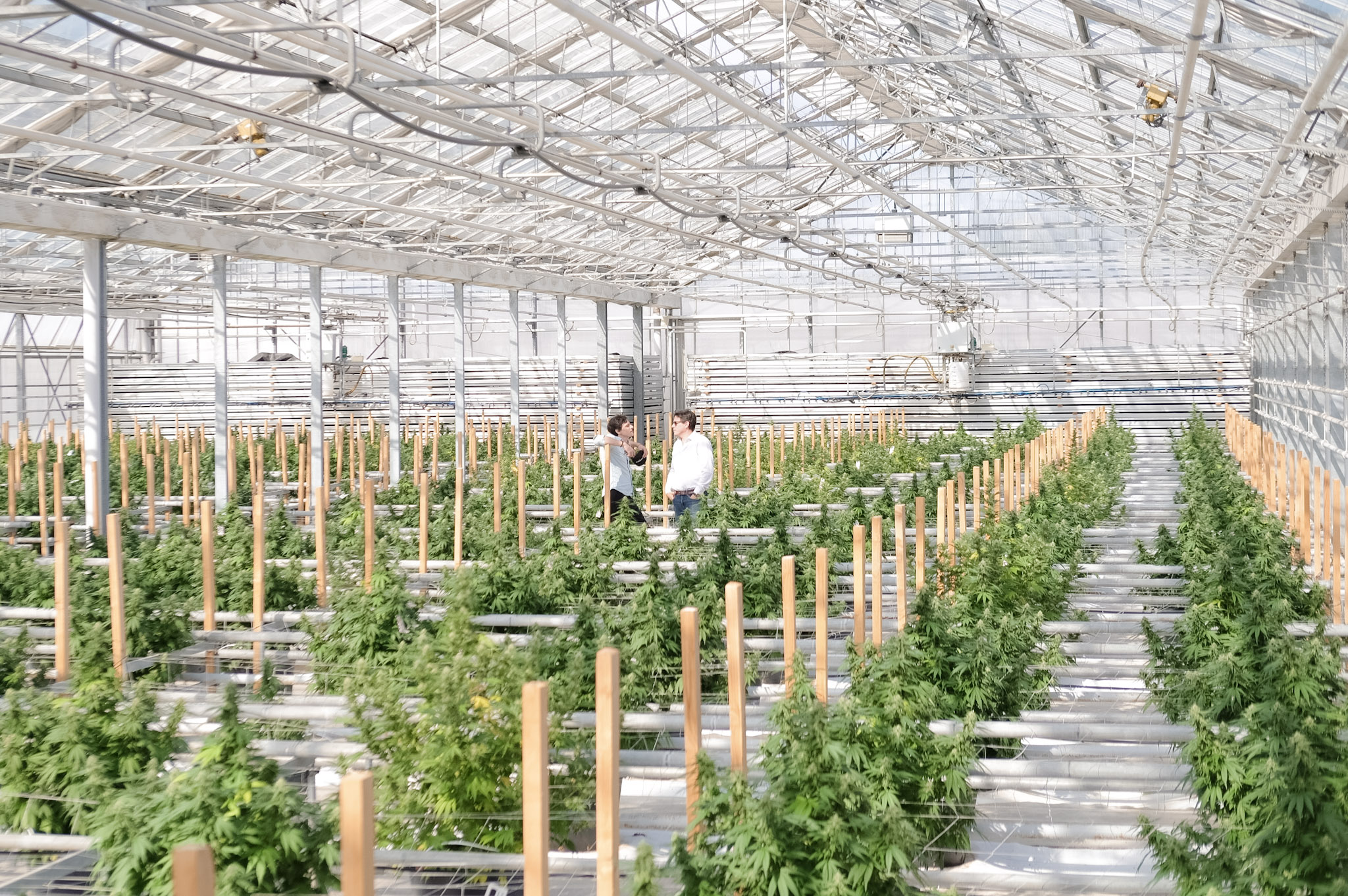 jungle grower