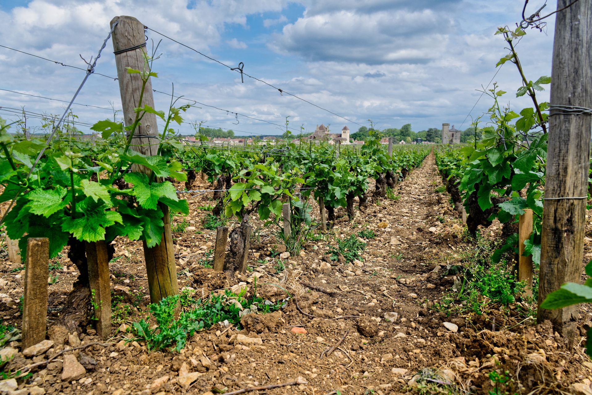 Vignes à Vougeot en Bourgogne illustrant la notion de terroir viticole
