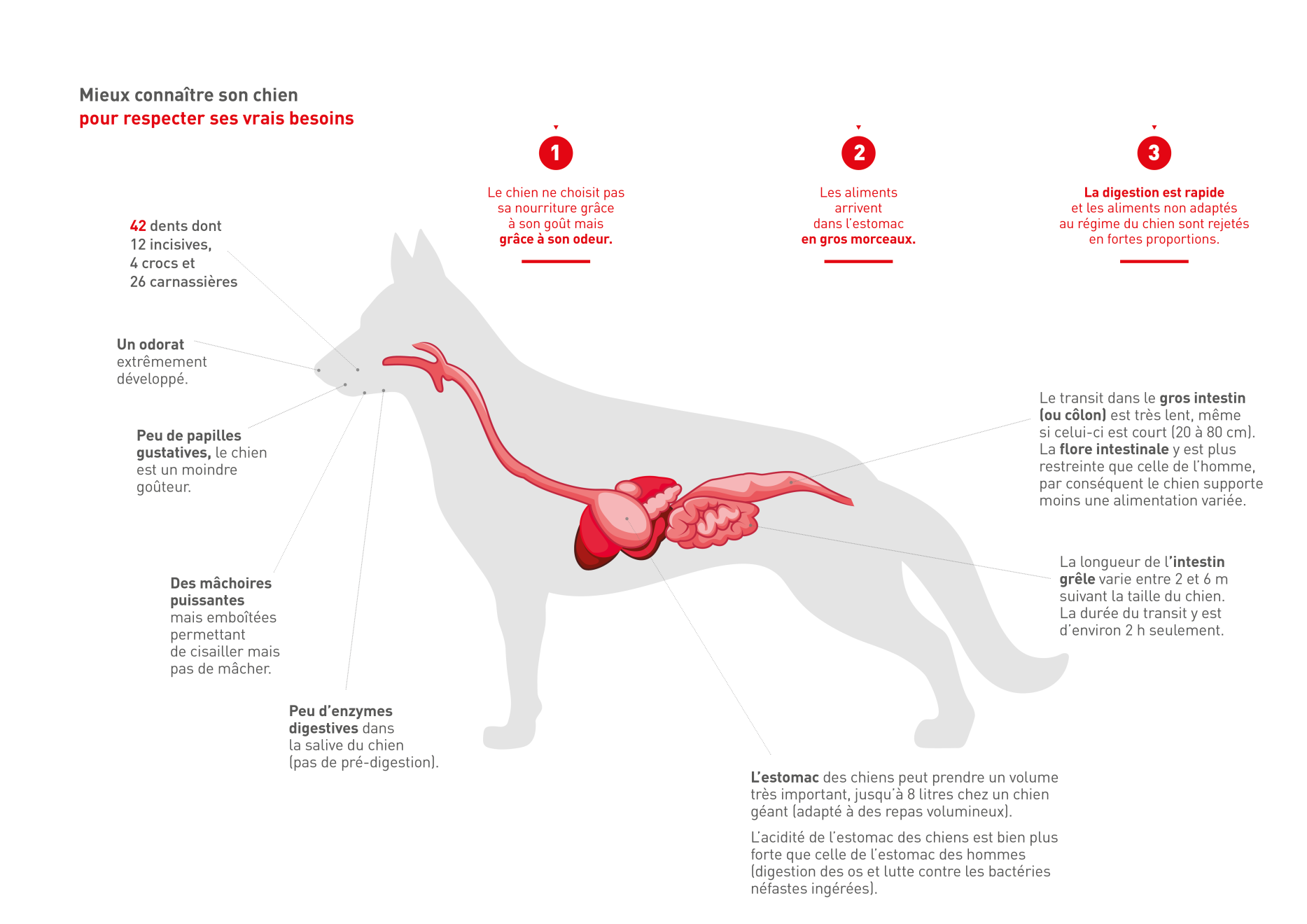 un chien et son corps