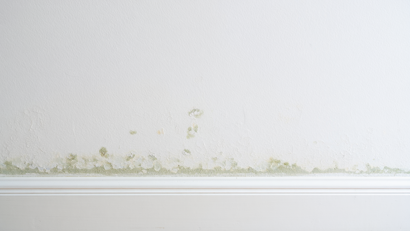 moisissure murs sans enlever peinture