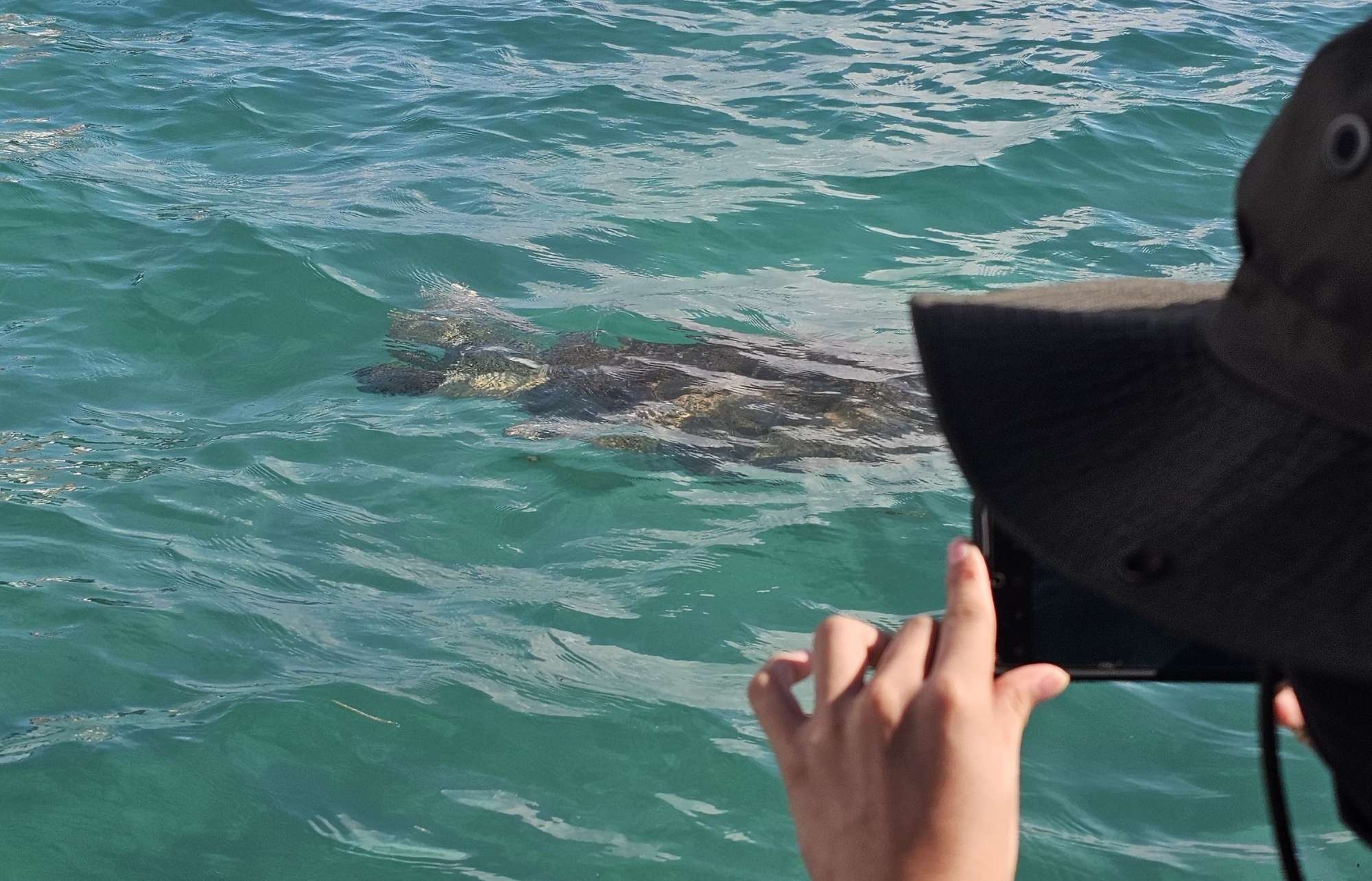 3 excursions pour visiter Sian Ka'an au Mexique 4 Observation des tortues à Sian Ka'an
