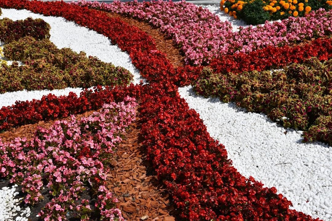 décoration jardin