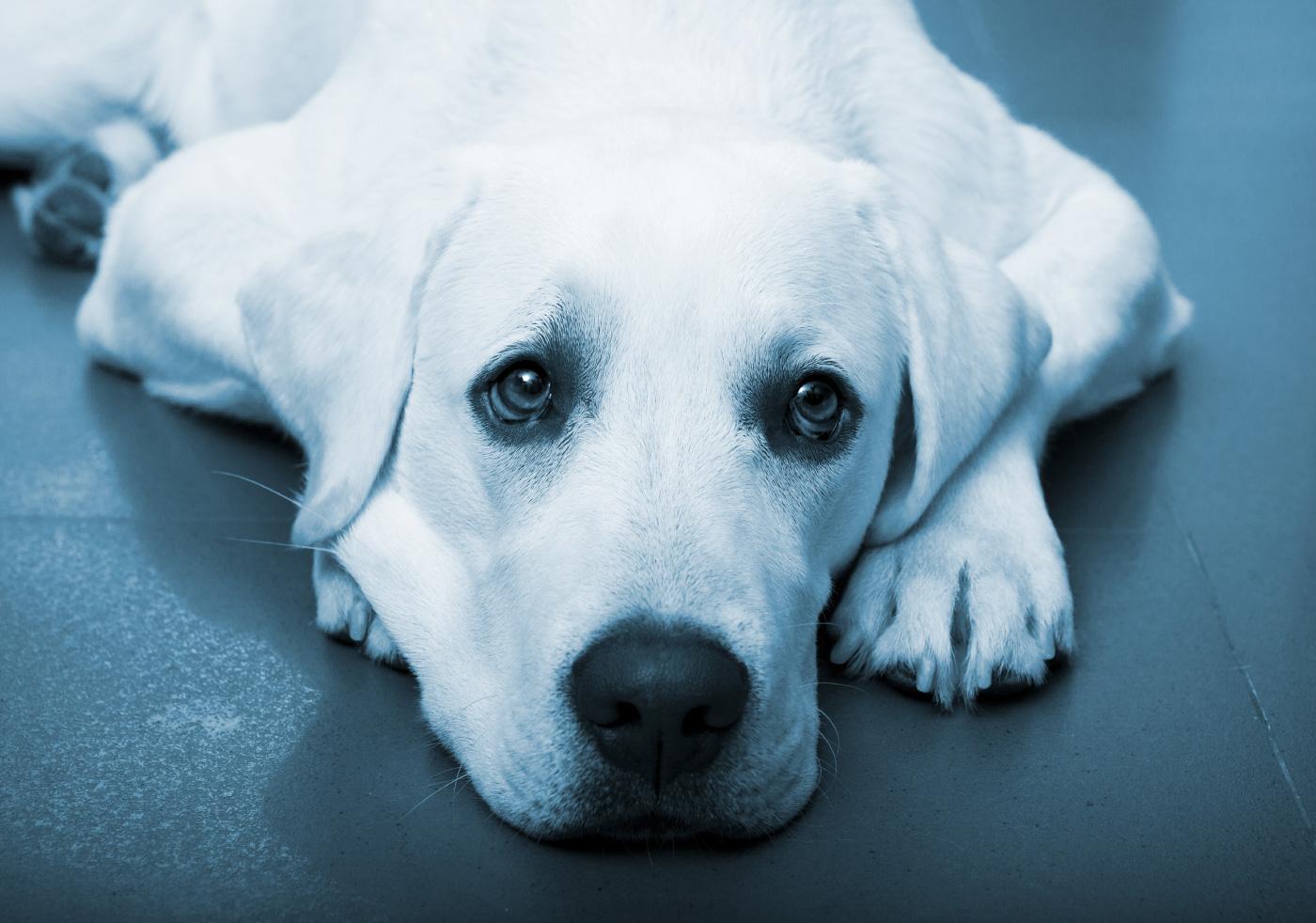 Comment lutter contre l’anxiété de séparation chez le chien ?