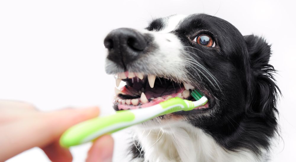 chien avec une brosse a dents